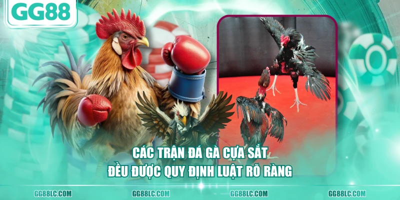 Các trận đá gà cựa sắt đều được quy định luật rõ ràng