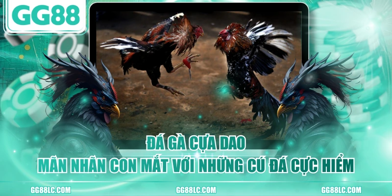 Đá Gà Cựa Dao - Mãn Nhãn Con Mắt Với Những Cú Đá Cực Hiểm