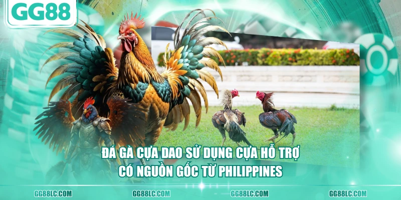 Đá gà cựa dao sử dụng cựa hỗ trợ, có nguồn gốc từ Philippines