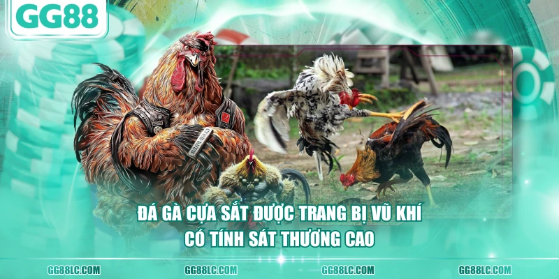 Đá gà cựa sắt được trang bị vũ khí có tính sát thương cao
