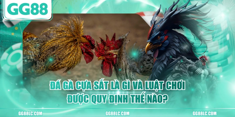 Đá Gà Cựa Sắt Là Gì Và Luật Chơi Được Quy Định Thế Nào?