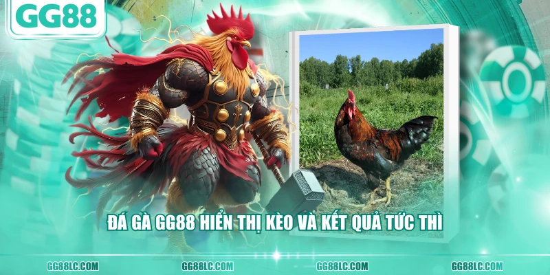 Đá gà GG88 hiển thị kèo và kết quả tức thì