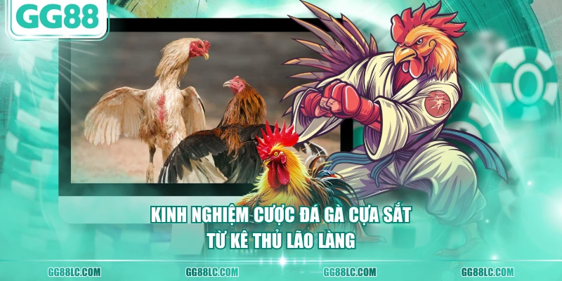Kinh nghiệm cược đá gà cựa sắt từ kê thủ lão làng